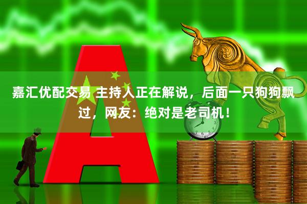 嘉汇优配交易 主持人正在解说，后面一只狗狗飘过，网友：绝对是老司机！
